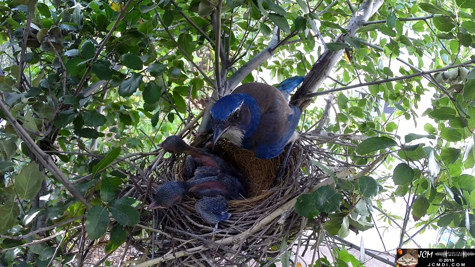 Scrub Jay nest documentary - female stands over resting chicks